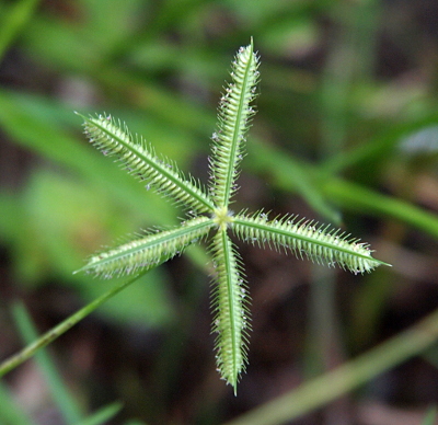 [On a single stem protruding from the left is a five-stemmed top resembling a star or pinwheel. Each stem is similar to the foxtail in the prior image in that there are seeds and spikes on them although these spikes are much shorter and the seeds thicker.]